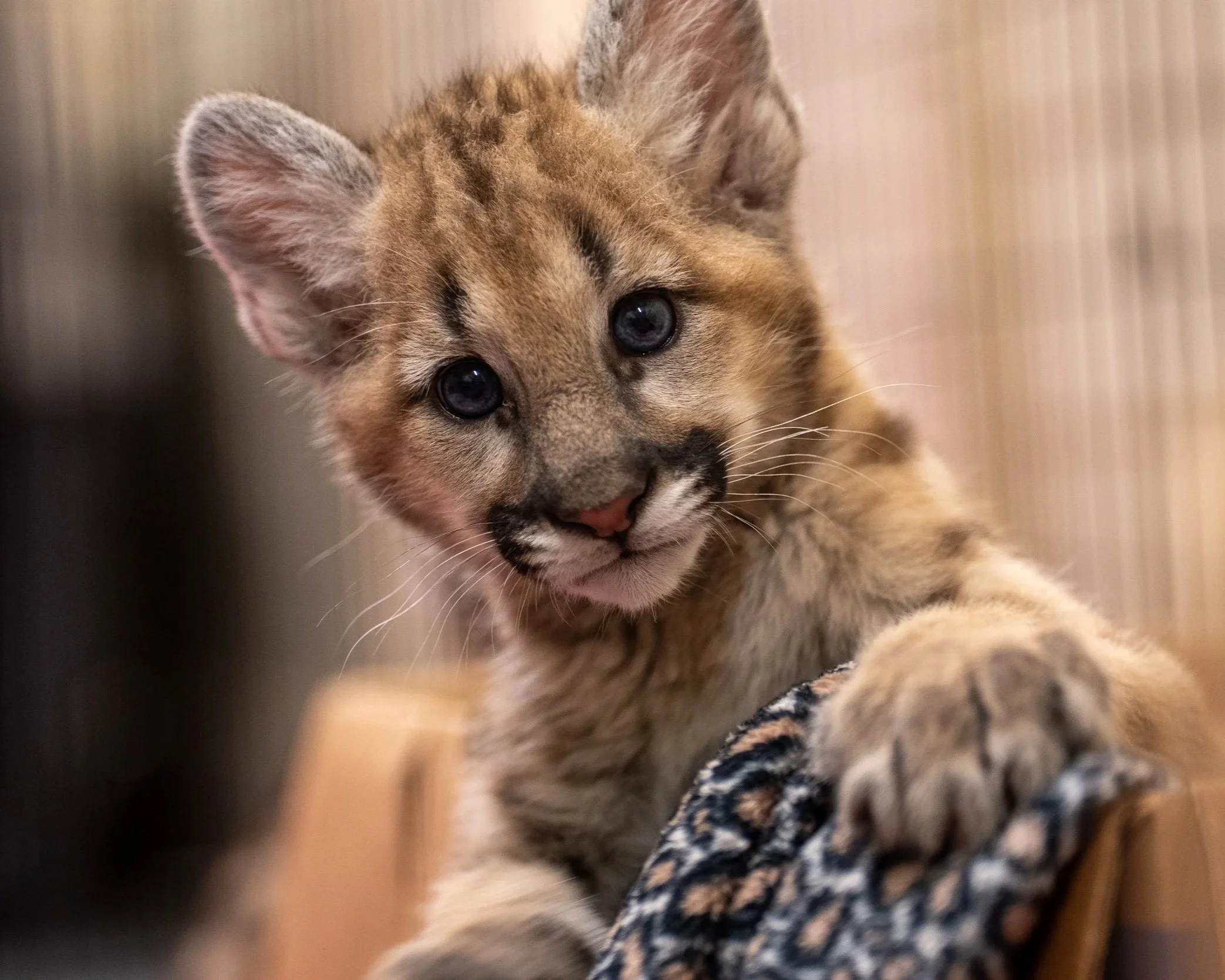 There’s Always Something&nbsp;New at the Central Florida Zoo
