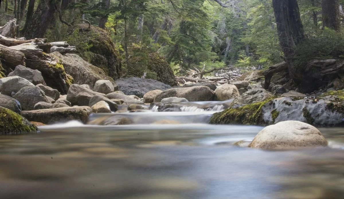 stream in the woods