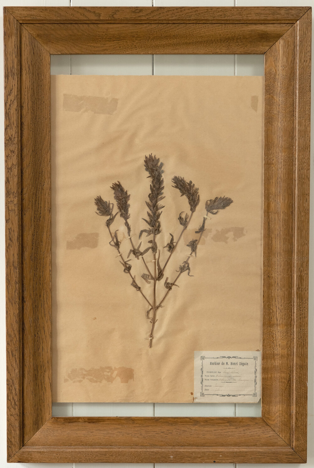 Vintage natural dried flowers, herbarium picture under glass in wood - Ruby  Lane