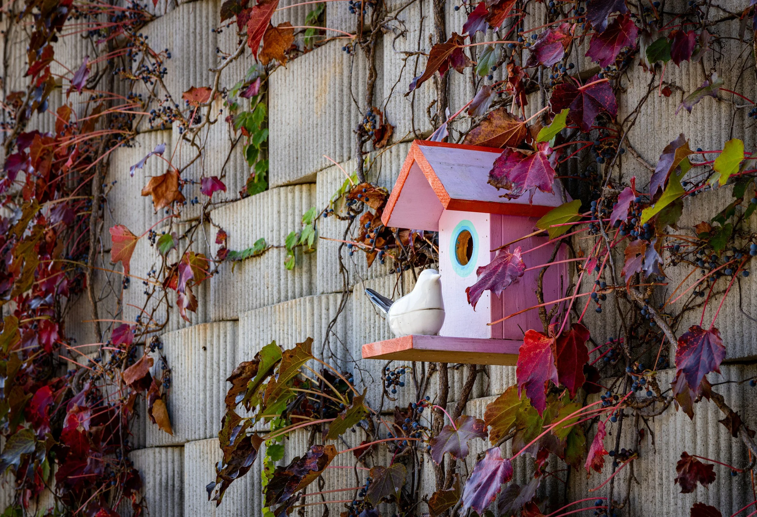 ISSUE 05: HOUSING THE WILD ONES