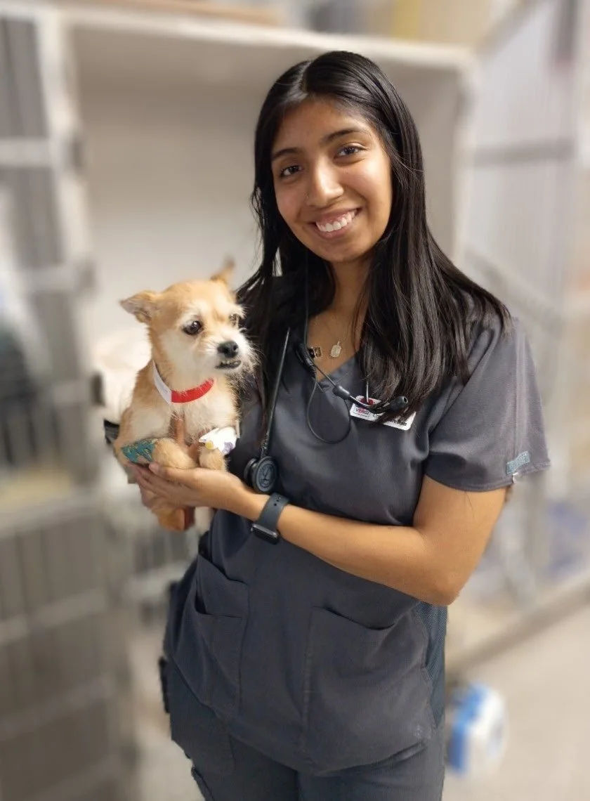 A vet specialist Houston is smiling and holding a small dog that was treated at Vergi, the pet emergency Houston.