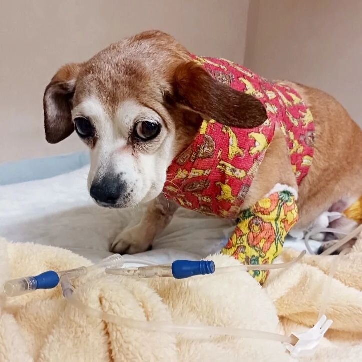 ❤️💛 #MiracleMonday ❤️💛

***GRAPHIC PHOTOS***

Say howdy to cute, little Brownie! Brownie is an 8-year-old female mix whose mom rushed her to our hospital after discovering terrible skin wounds. The really scary thing is she had been in her yard for