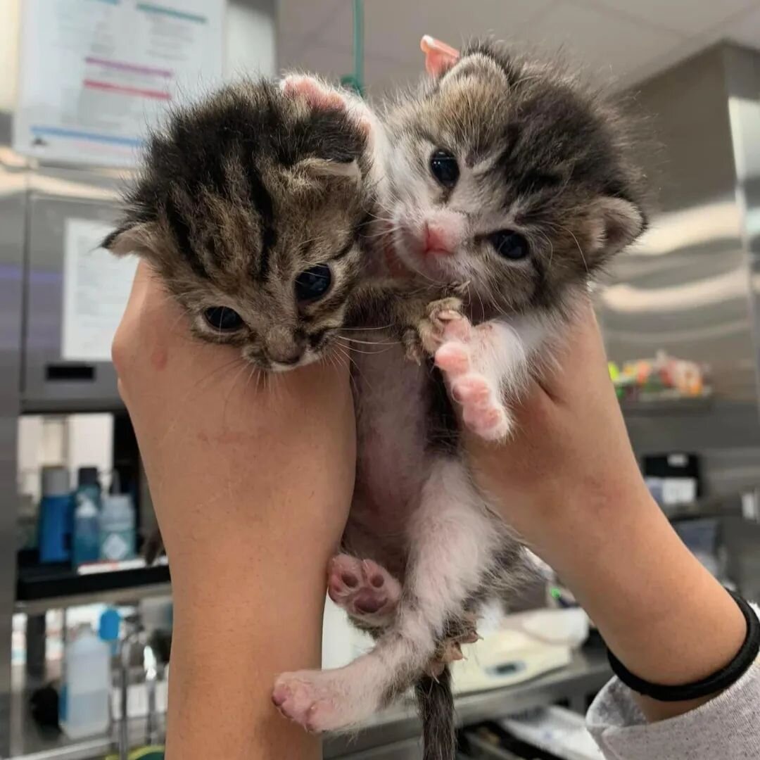🐱 #WellnessWednesday 🐱

Spring is springing, and it is time for baby animals! Though litters are born year round, heat cycles for female cats are regulated by the weather. Since most cats go into heat at the beginning of the year, come spring, they