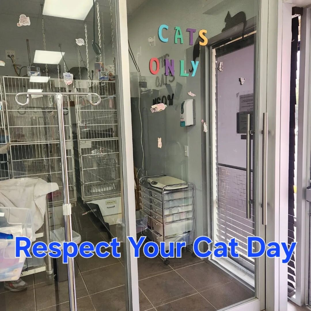 🐈 #RespectYourCatDay 🐈

Today is probably one of your cat&rsquo;s favorite day of the year: It is Respect Your Cat Day today! What does that mean, you might ask? Isn&rsquo;t every day about my cat? Well yes of course, however, this unique holiday i