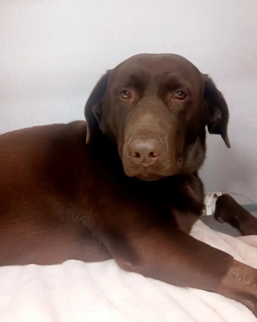 🤎 #MiracleMonday 🤎
***GRAPHIC PHOTOS***

Meet Brownie! Brownie is a 2-year-old female Labrador who was brought to our hospital due to a very bad tail injury. Brownie managed to get out of the fence at home and was found near her home with her tail 