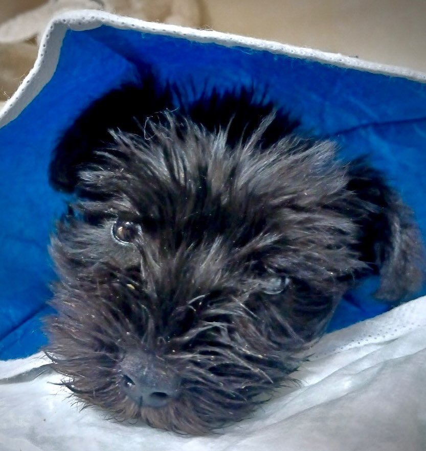 Meet Toto! Toto, a 1-month-old schnauzer, was brought to our hospital by our friends at Schnauzer &amp; Friends Rescue after they pulled him from BARC (our city shelter.) Toto needed a medical rescue because he had pneumonia. It was suspected by the 