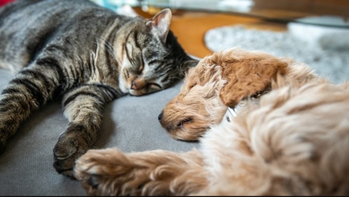 Do you know what your pets would love to wake up to after a good Sunday nap? 

⭐️Homemade treats!

🐈 https://supakit.co/blogs/cat-guides/homemade-tuna-cat-treats-your-cat-will-go-crazy-for

🐩 https://itdoesnttastelikechicken.com/easy-homemade-dog-t