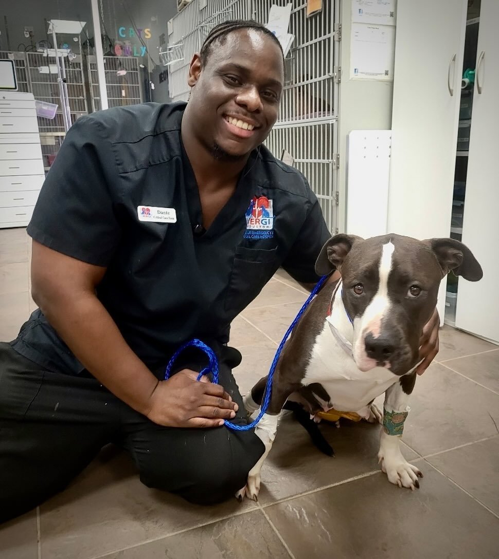 Meet Laney! She was living on the streets of Houston, doing the best she could to survive, when she was spotted by a Good Samaritan who knew she needed to help this sweet, gentle dog.  No one could have predicted what would come next. 

Laney was spa