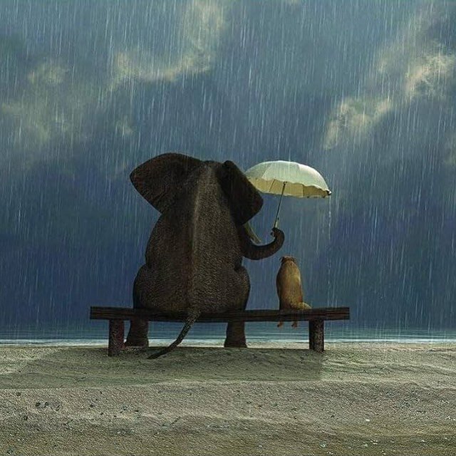 The weather is probably going to get a little rough tonight and into tomorrow, and not all animals have an elephant to hold an umbrella for them 💙 

⛈️Hurricane season also begins in a month. The time to prepare is now! It is predicted to be a very 