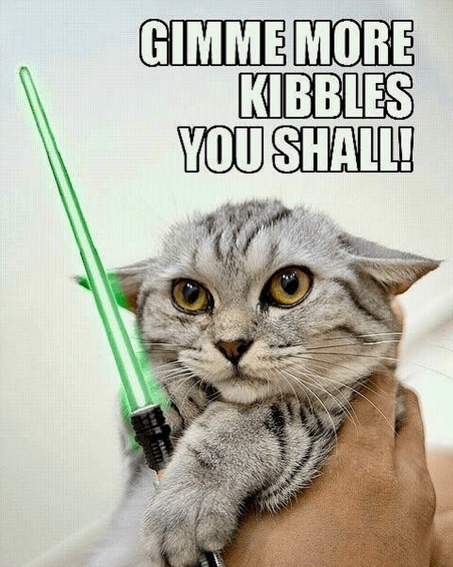 It&rsquo;s #Caturday AND #StarWarsDay! May the 4th Be With You (and give your cat some more treats!) 

#animalemergency #vergi #vergi247 #vergitotherescue #wesavelives #locallyownedandoperated #familyownedandoperated #houstonstrong #houstonheroes #he