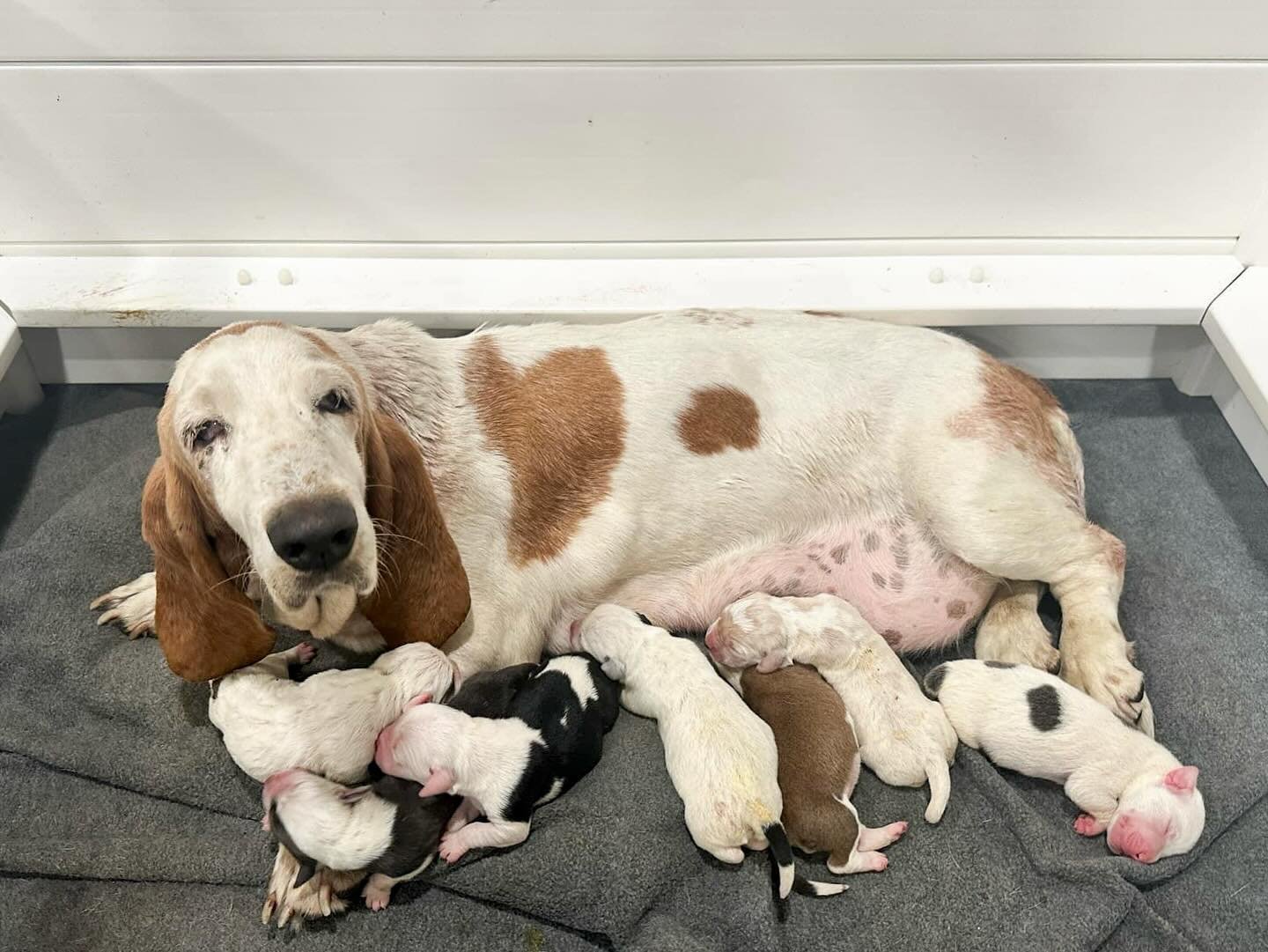 It&rsquo;s hard enough for a dog on the streets - staying safe, finding food and shelter. Add fleas to the list and especially puppies and kittens can develop life-threatening flea anemia, but it can affect animals of all ages. Thankfully, this mama 