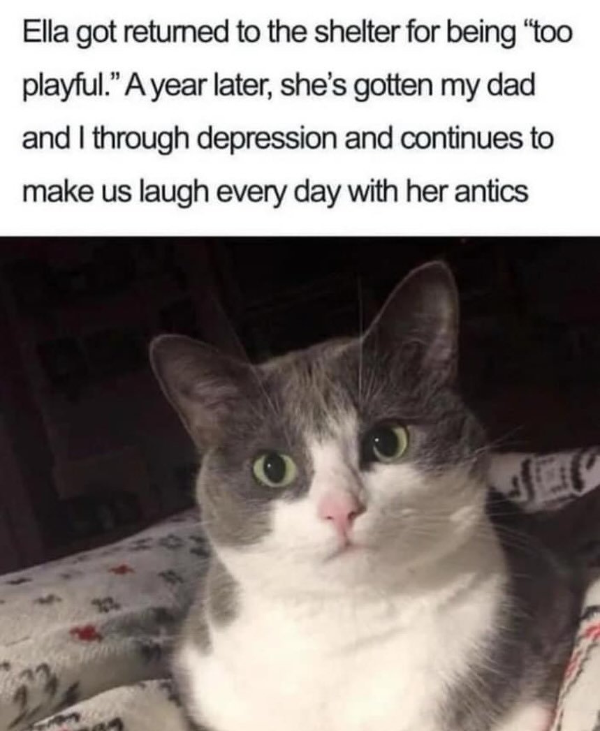 Happy Friday! #adopt #adoptdontshop #shelter #animalshelter #animals #cats #cats_of_instagram #catsofinstagram #catstagram #kittens #kittensofinstagram #kitten #cat #catlover #catlife #mentalhealth #mentalhealthawareness #mentalhealthmatters #pets #p