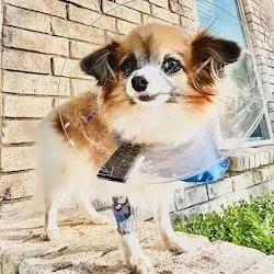 A red heart with a paw print inside it.