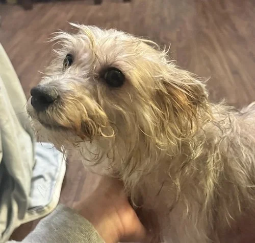 Red heart with a paw print inside