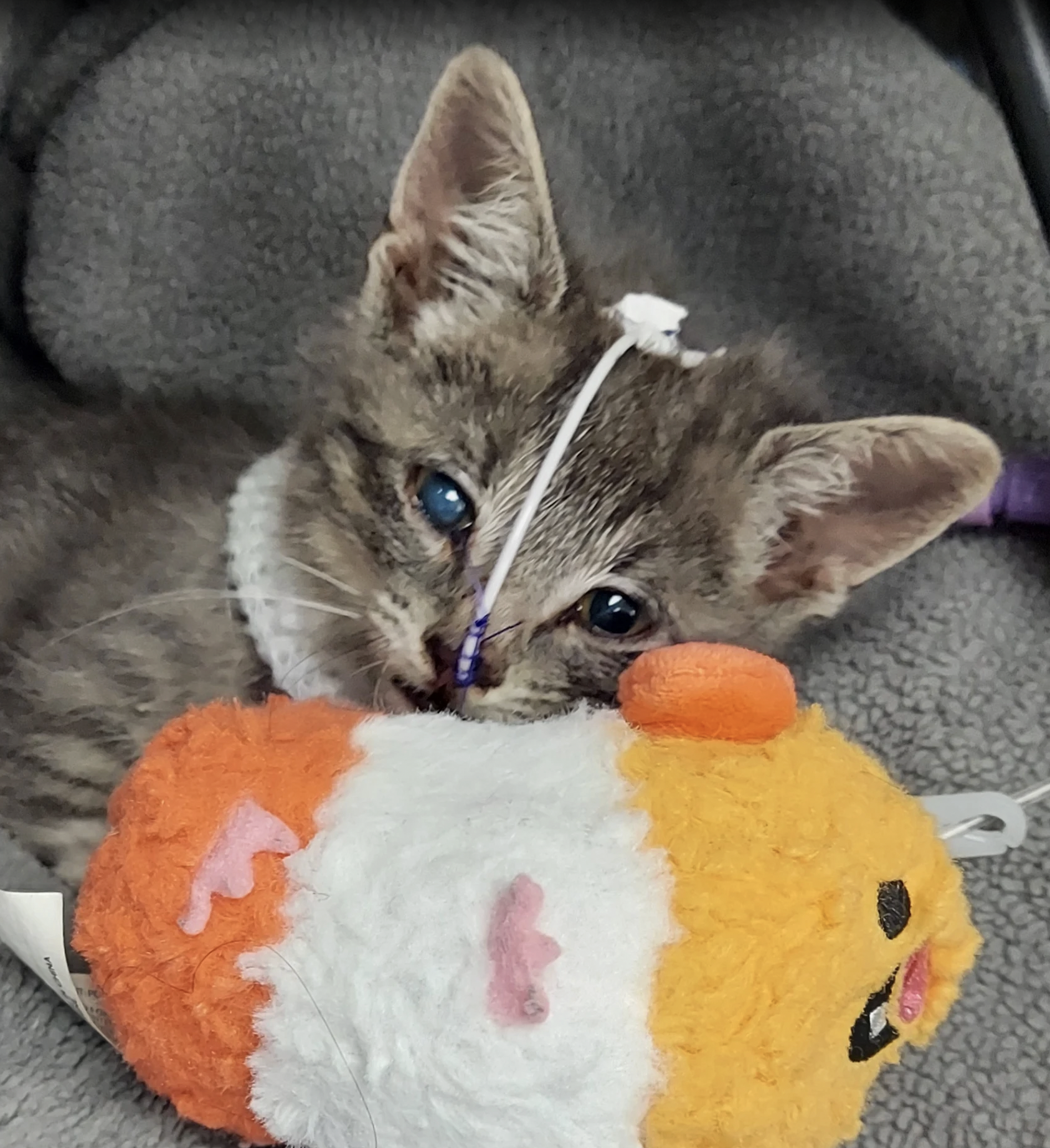 Kitten laying with a toy with a tube in its nose after surgery at Vergi Houston animal hospital