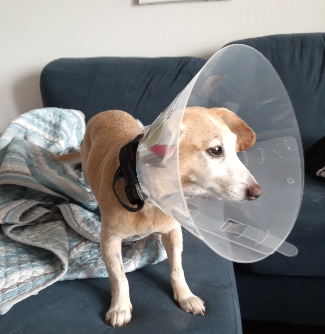 Dog with cone on head being treated at Vergi for pyometra