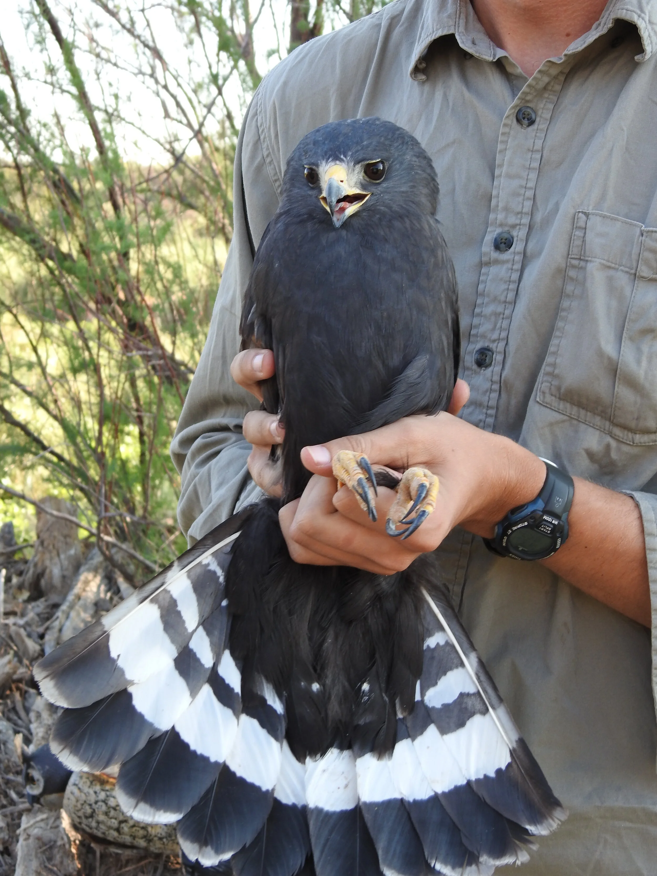 TPWD and Texas Tech University (TTU) Bird Survey