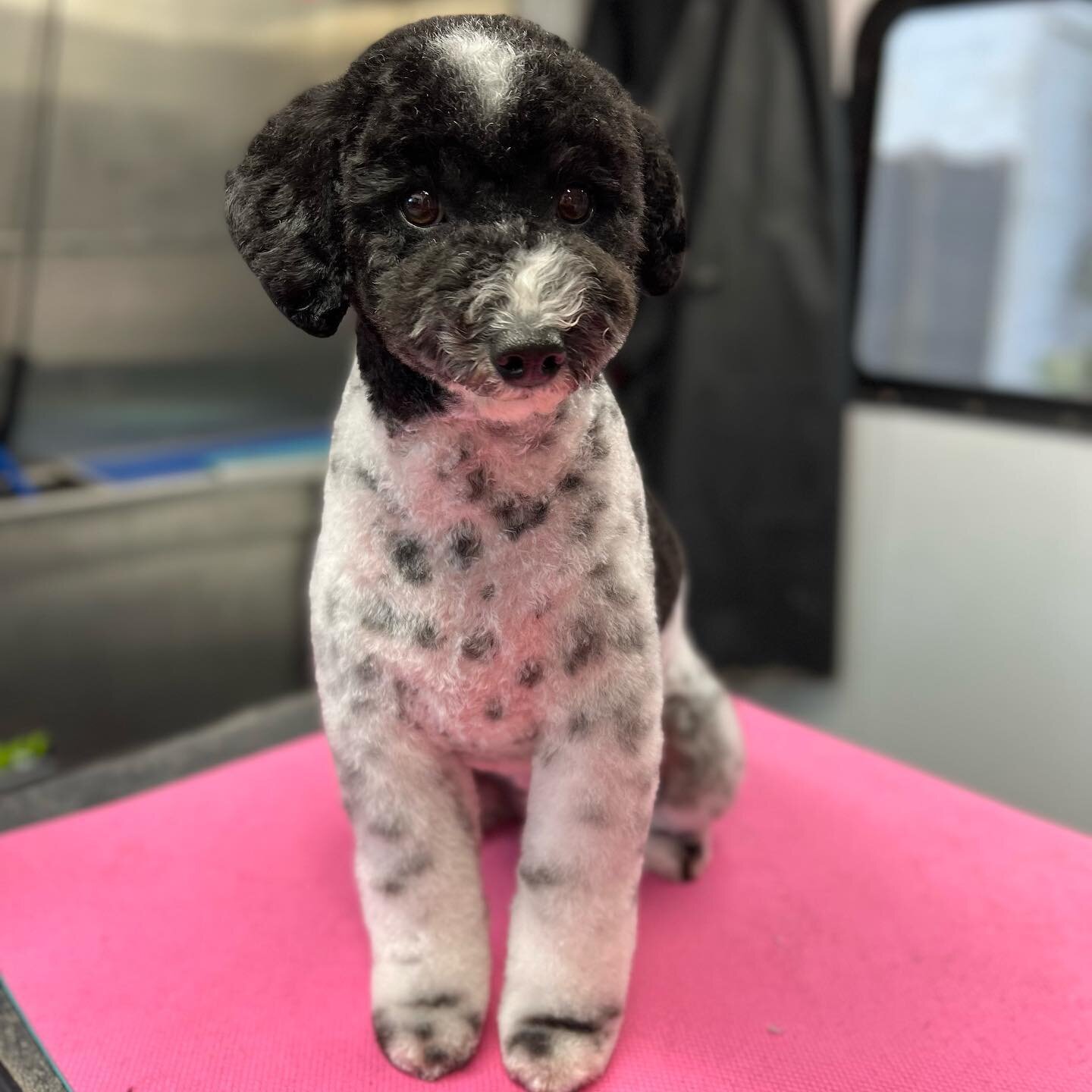 Have you seen a more beautiful thing? 🌽🐩 #poodlesofinstagram #dogsofdenver #grooming