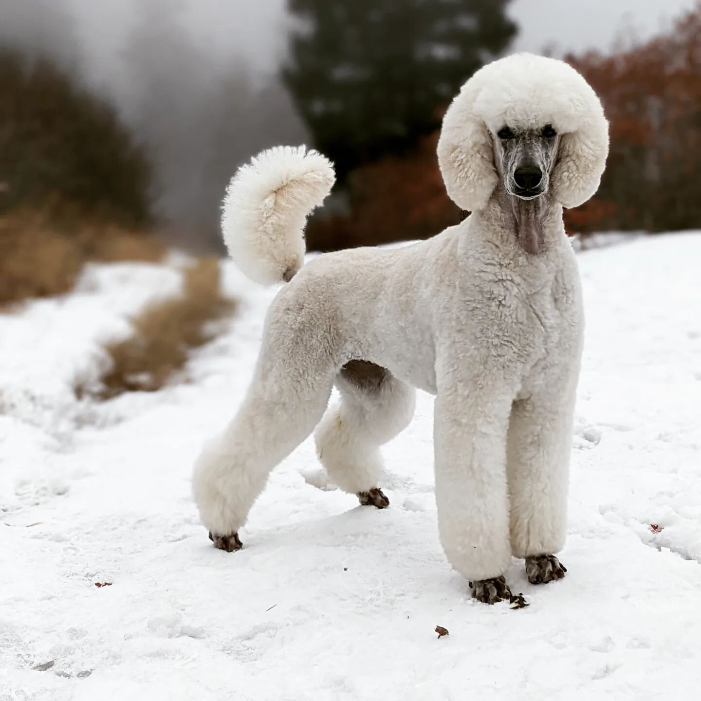 Amber is feeling fresh with that new do and mountain breeze 👑
#poodlesofinstagram #dogsofcolorado #livelifeoffleash #denver