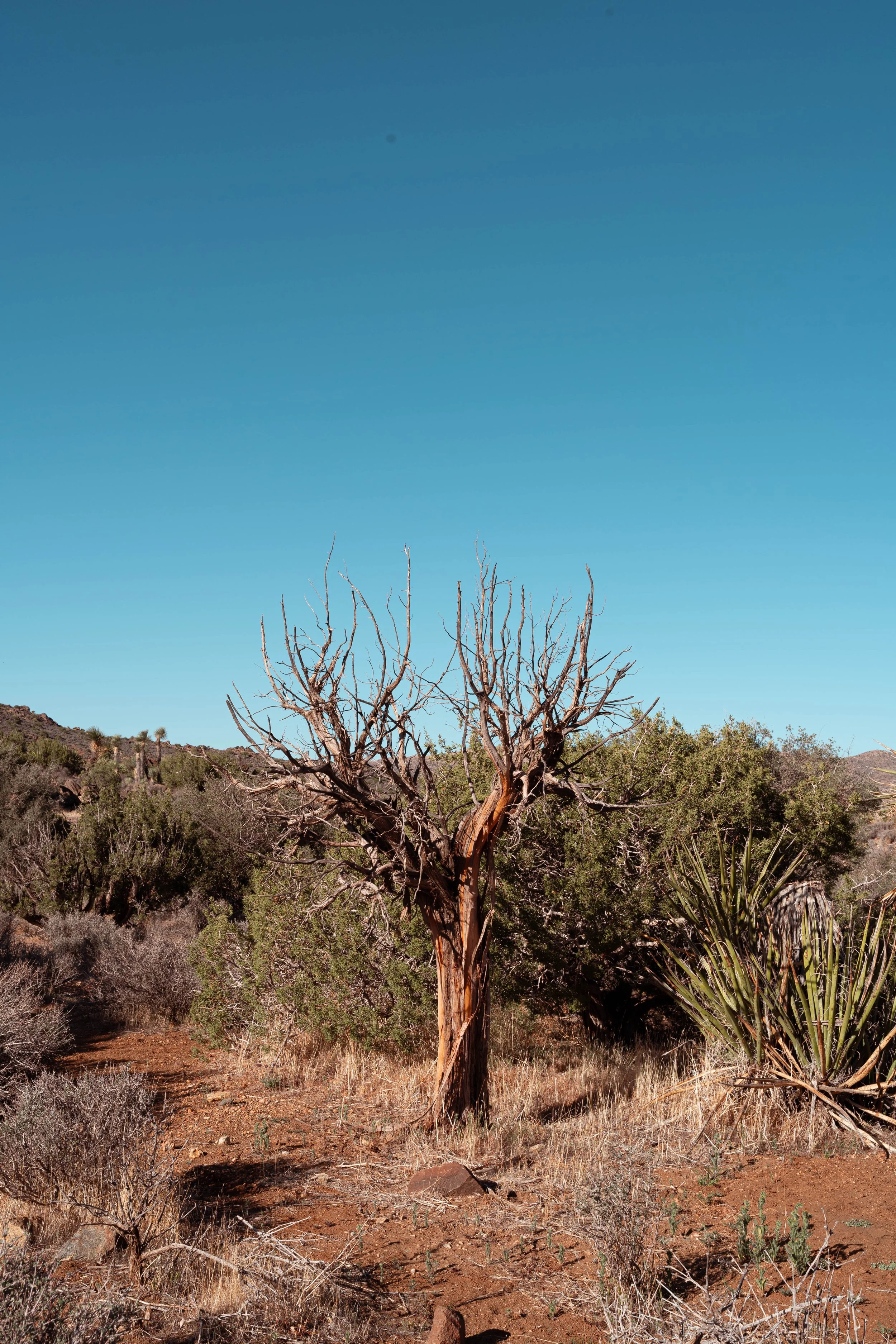 Lost Horse Mine Loop Trail