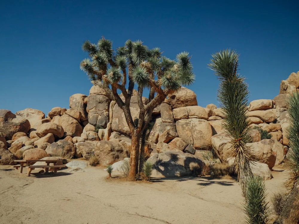 Joshua Tree Airbnb Property Management Services — Luxury Airbnb Management