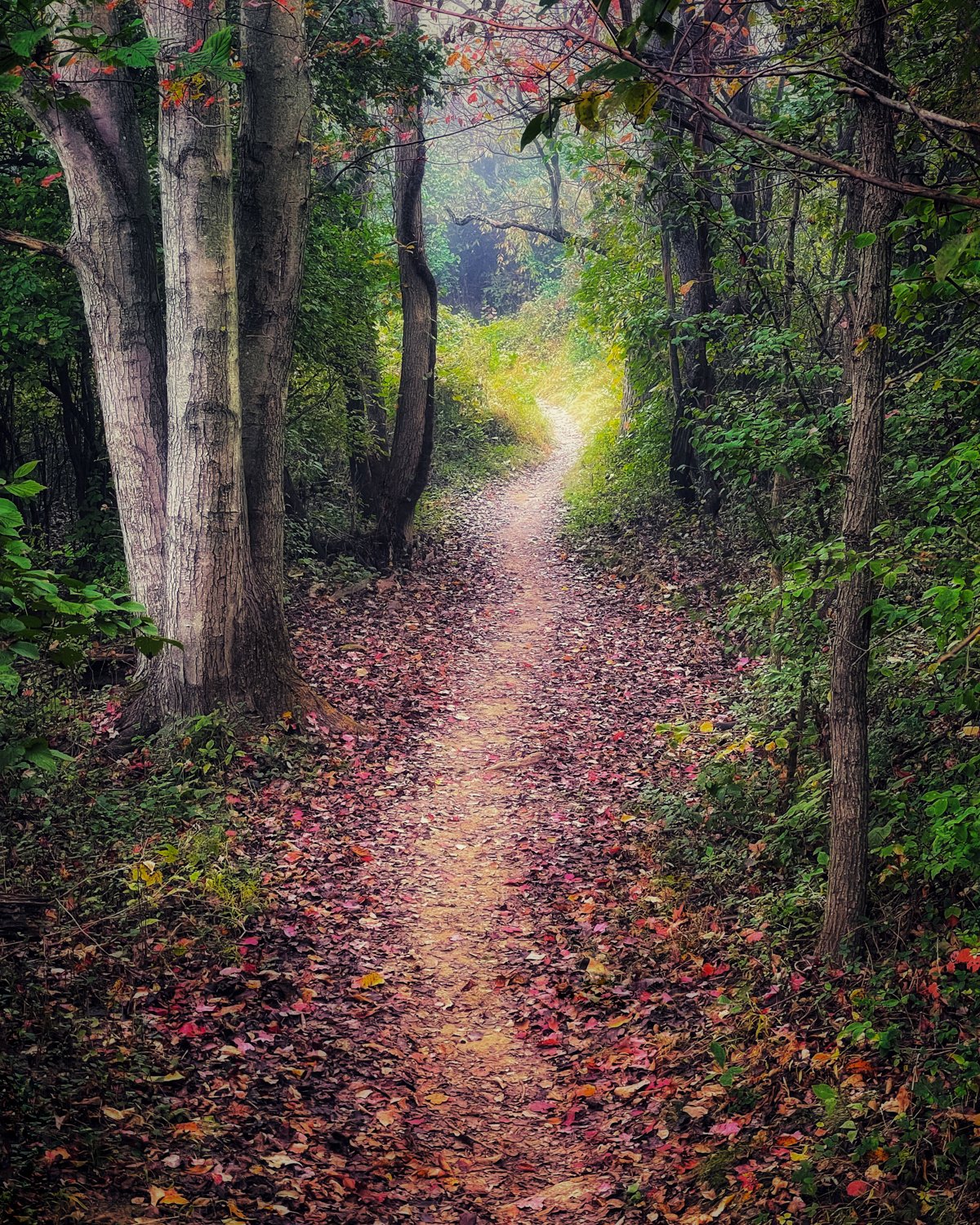 Magic Path.jpg