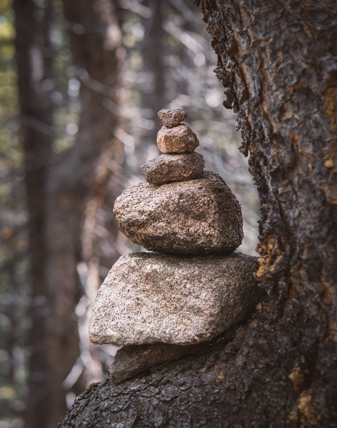 Cairn on Tree.jpg