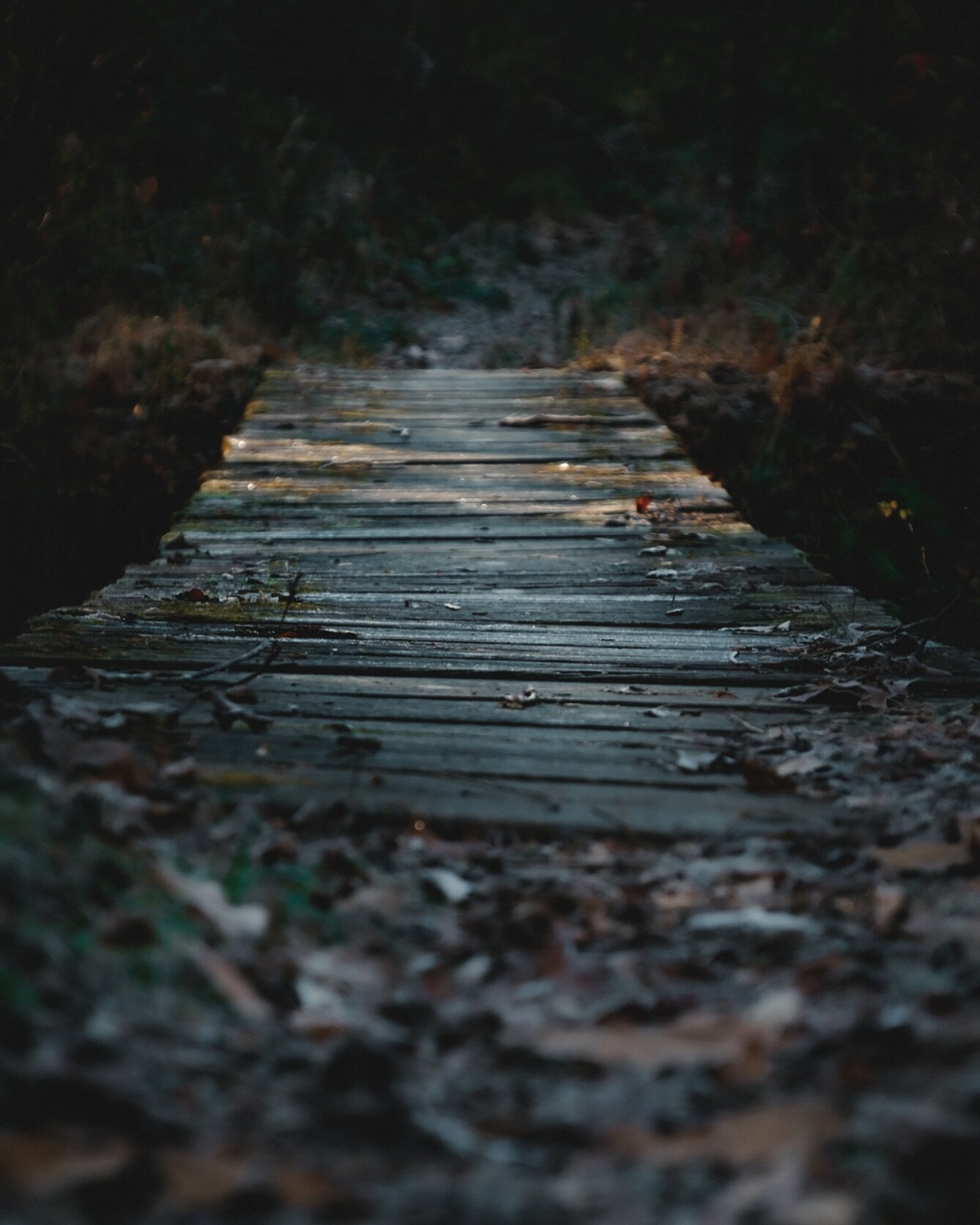 Crossing over to 2024. Happy New Year.

#newyear #happynewyear #2024 #crossingover #bridge #woodenbridge #footpath