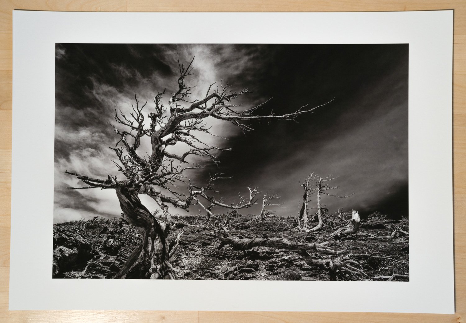 Windswept Trees along the ridges of Glacier National Park