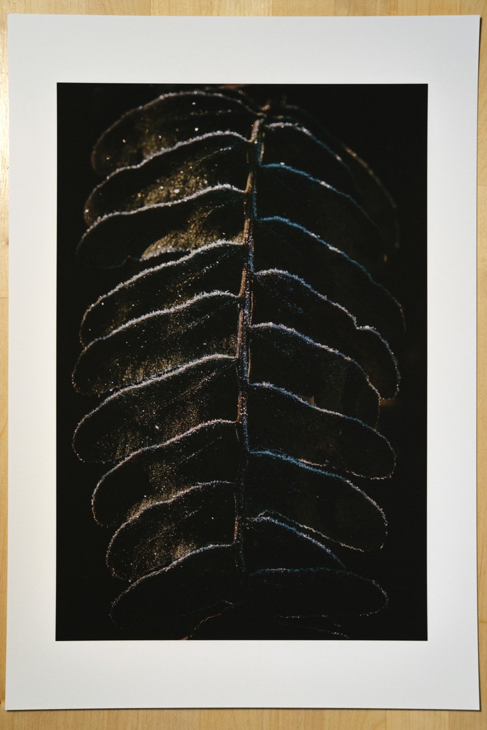 Frosted Fern Print