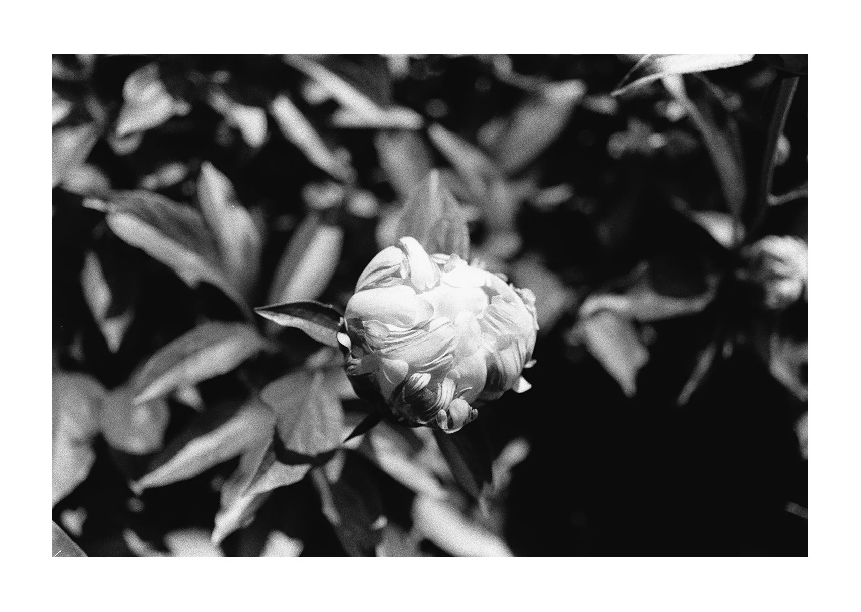 A black-and-white close-up shows a peony bud starting to unfurl, surrounded by leaves with dark space to the right.