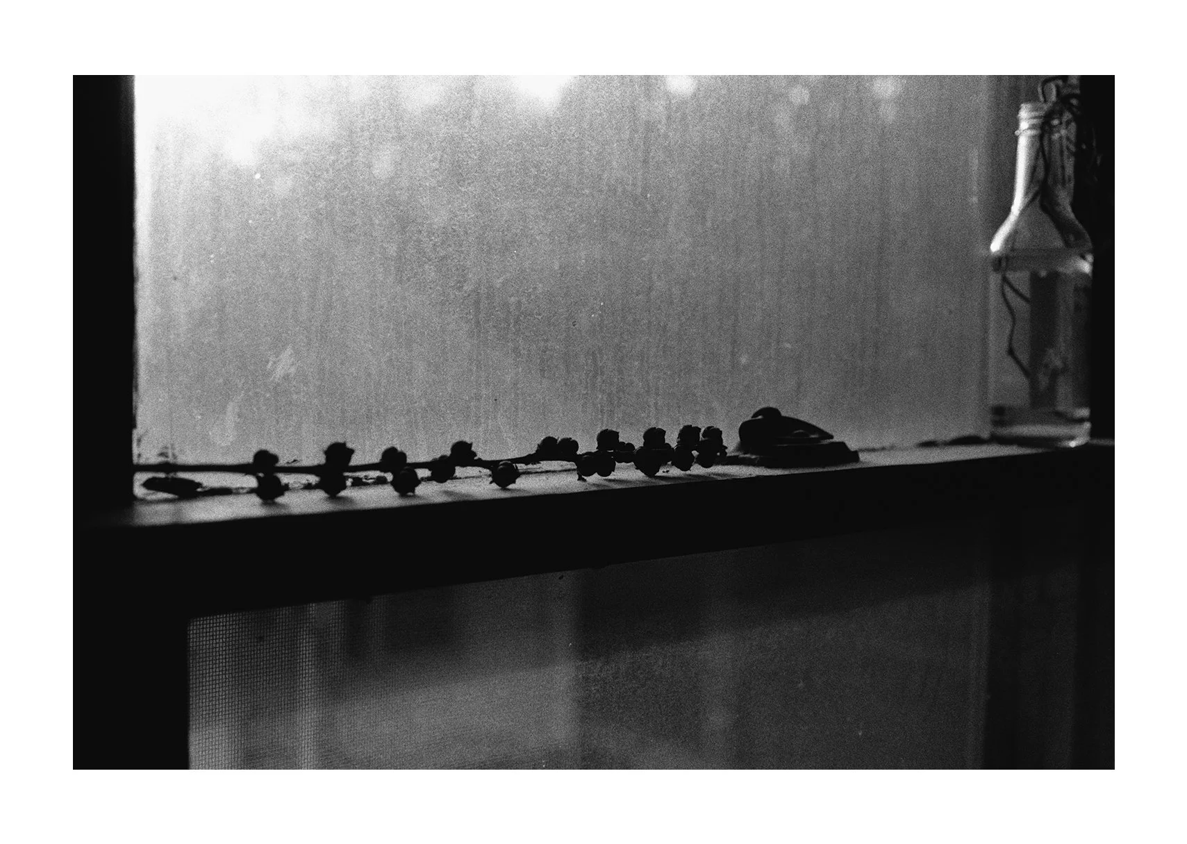 A black-and-white photo shows dried berries on a sunlit window ledge beside a glass bottle holding water and a rooted plant cutting.
