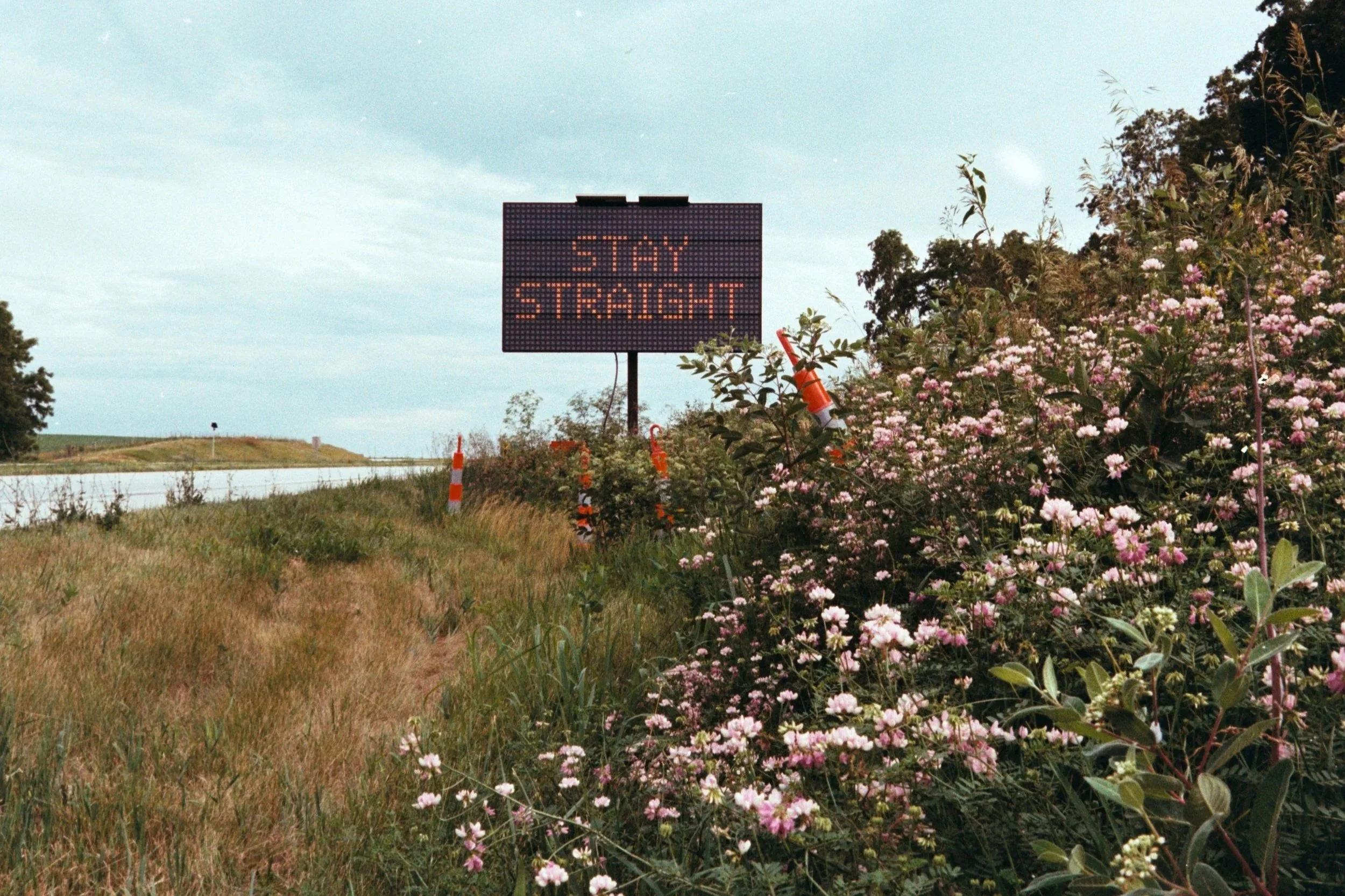 A black highway construction sign flashes “STAY STRAIGHT” in orange bulbs, with traffic cones in front and purple wildflowers at lower right.