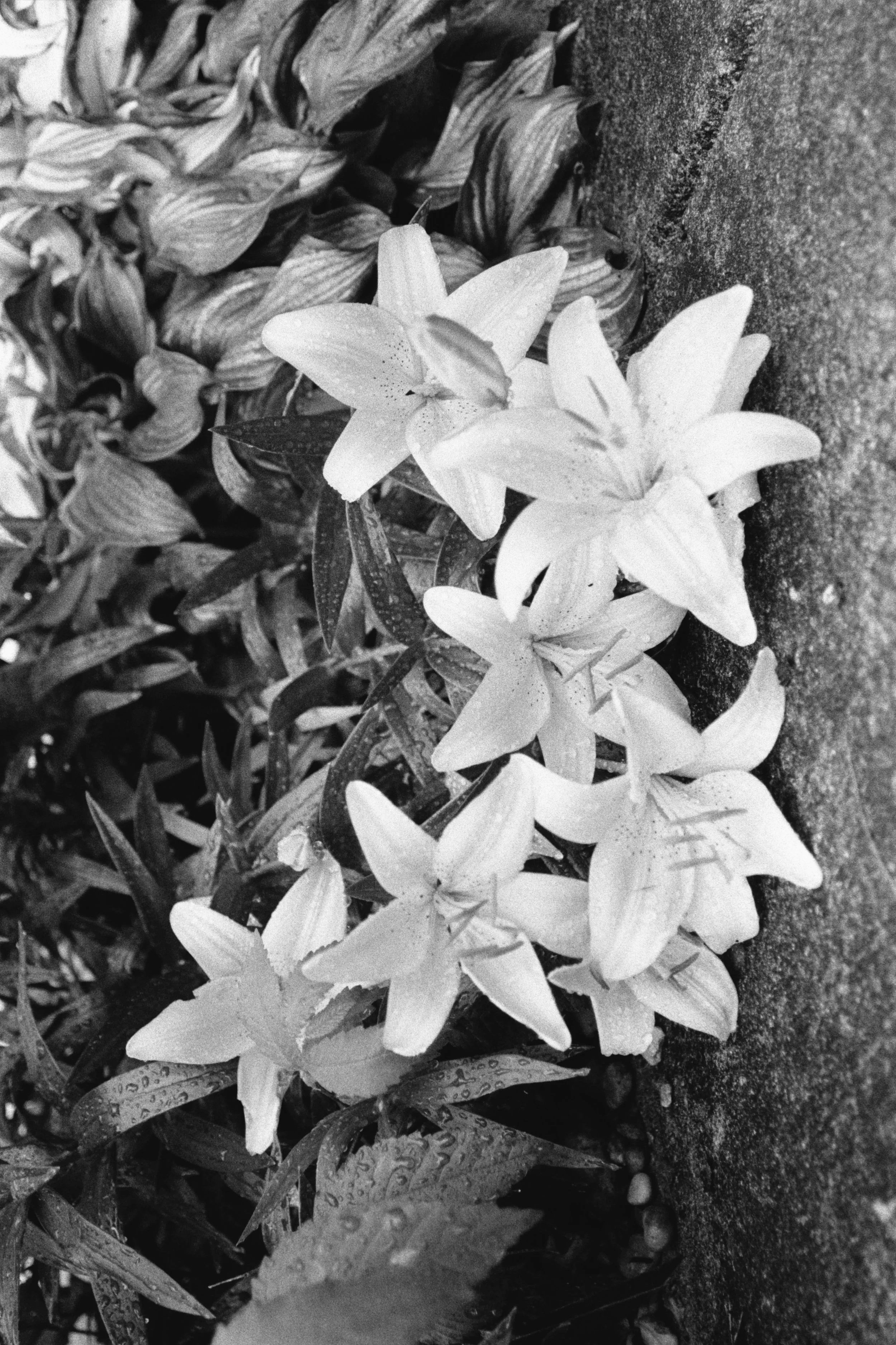 A black-and-white photo of rain-soaked lilies bending over a sidewalk, rotated so the white flowers form a crescent opening left.