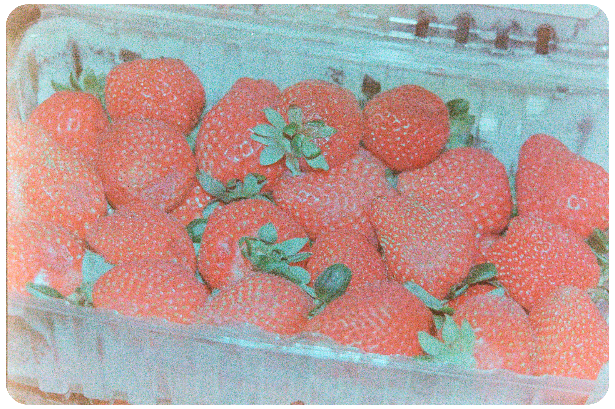 Close up of a clear, plastic clamshell container that is overflowing with red strawberries with greenery on the tops.