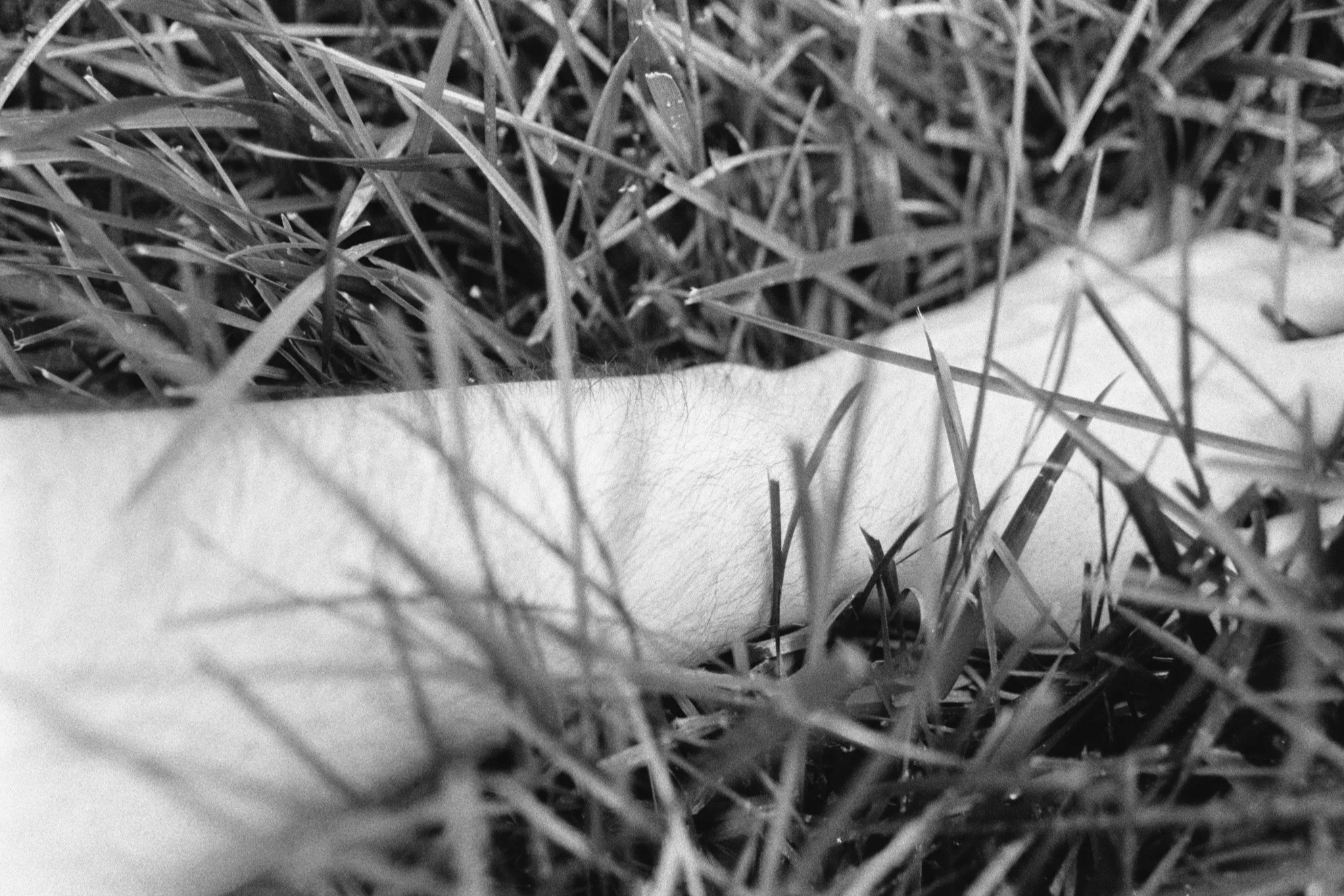 A black-and-white photo of an arm reaching palm-down through tall grass, with the wrist in focus.