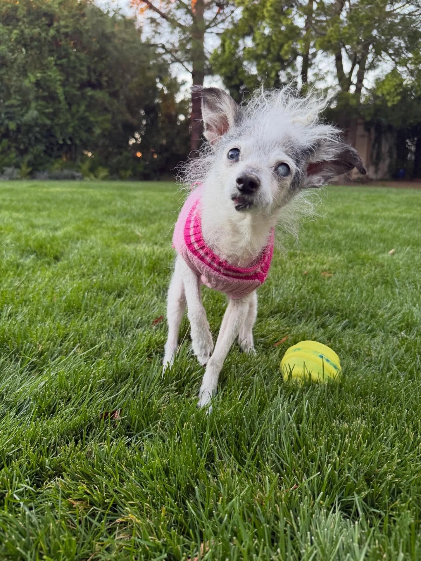 Today marks TWO YEARS with our beautiful super senior, Hope!

@wagsandwalks brought this queen into our lives and we&rsquo;re blessed to have had all this time with her, celebrating her 18th bday a few months back. (We truly only expected to get maaa