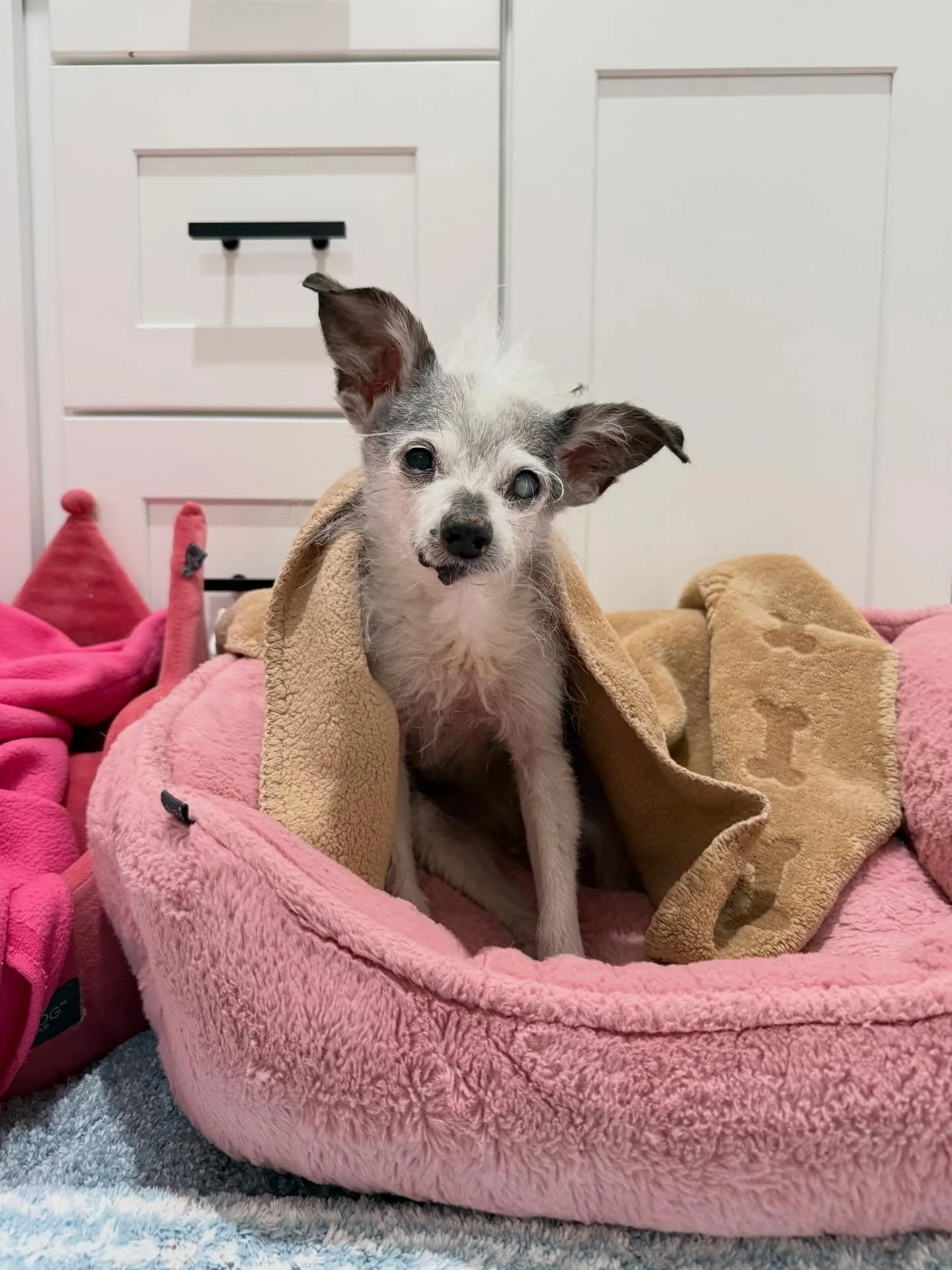 🌈🐾🌈
Hope Fully Brickman (2007-2026) crossed the Rainbow Bridge a few weeks ago without pain and with dignity at the ripe old age of 18 and a half. 

Hope came to home to us 2.5 years ago as a 16 year old scruffy little girl weighing 7lbs with 4 te