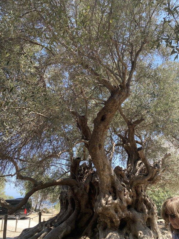 3,500-year-old olive tree