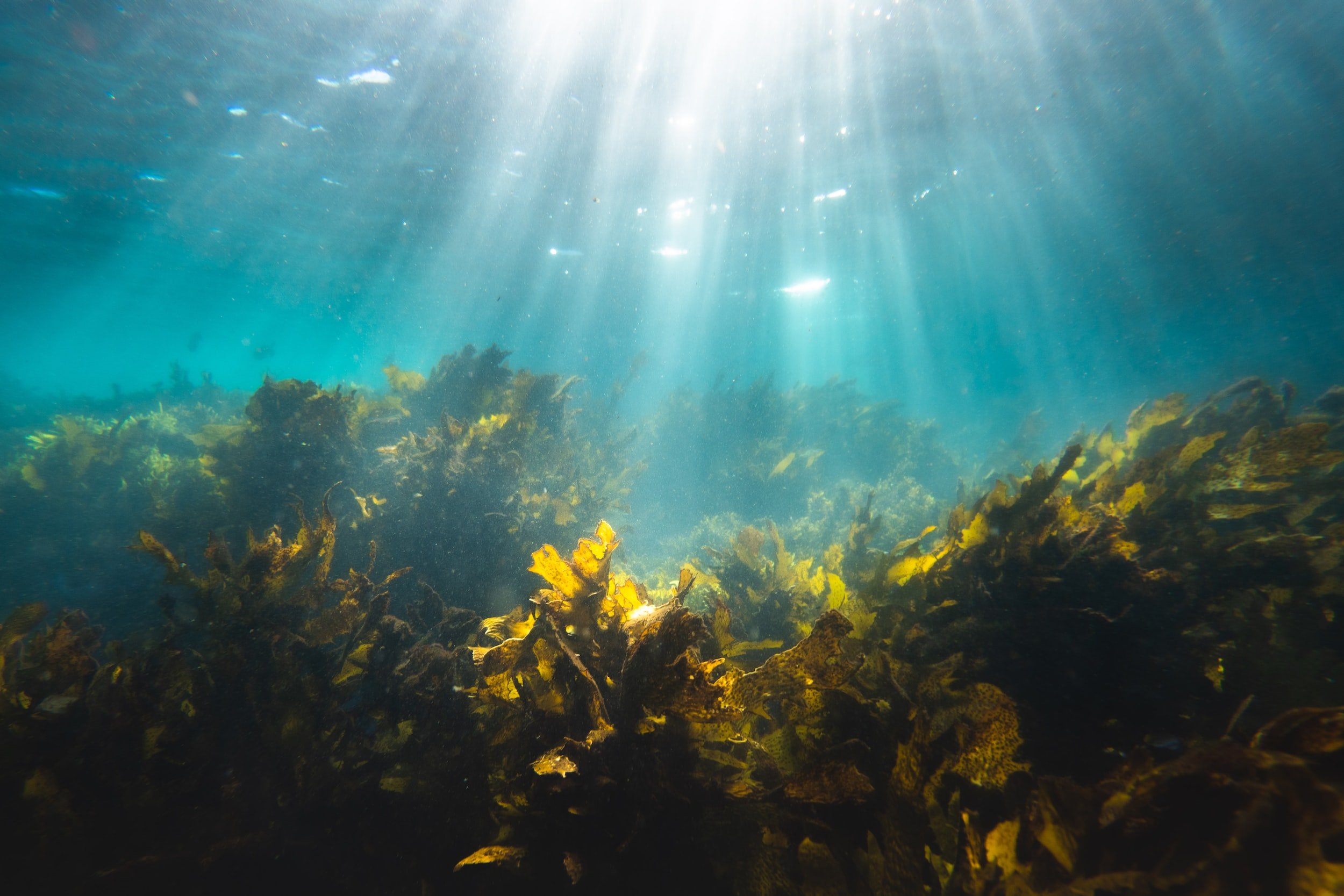 Seaweed: The Ocean's Climate Change Warrior