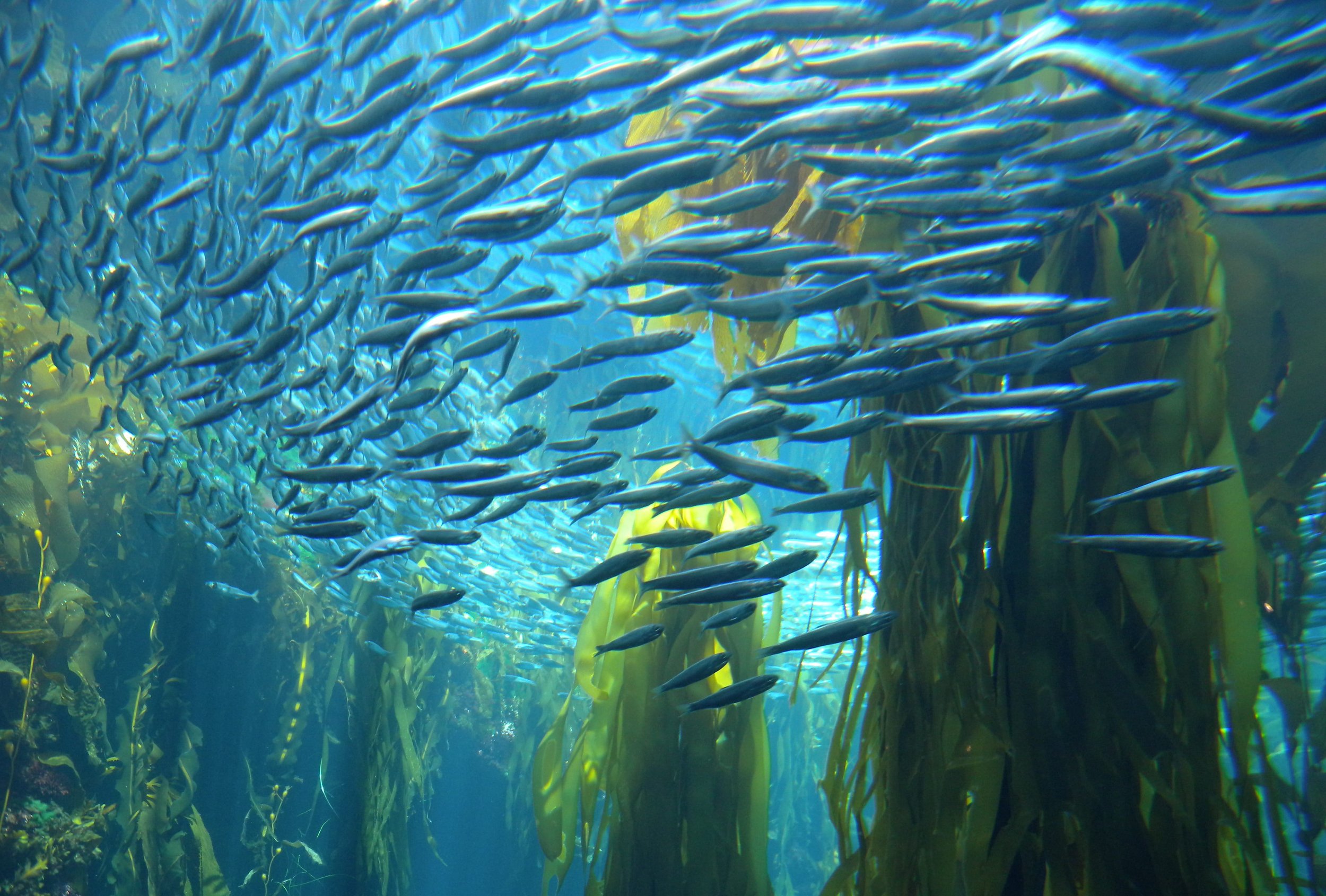 Kelp Forests: Seaweed’s Role in Marine Biodiversity Regeneration