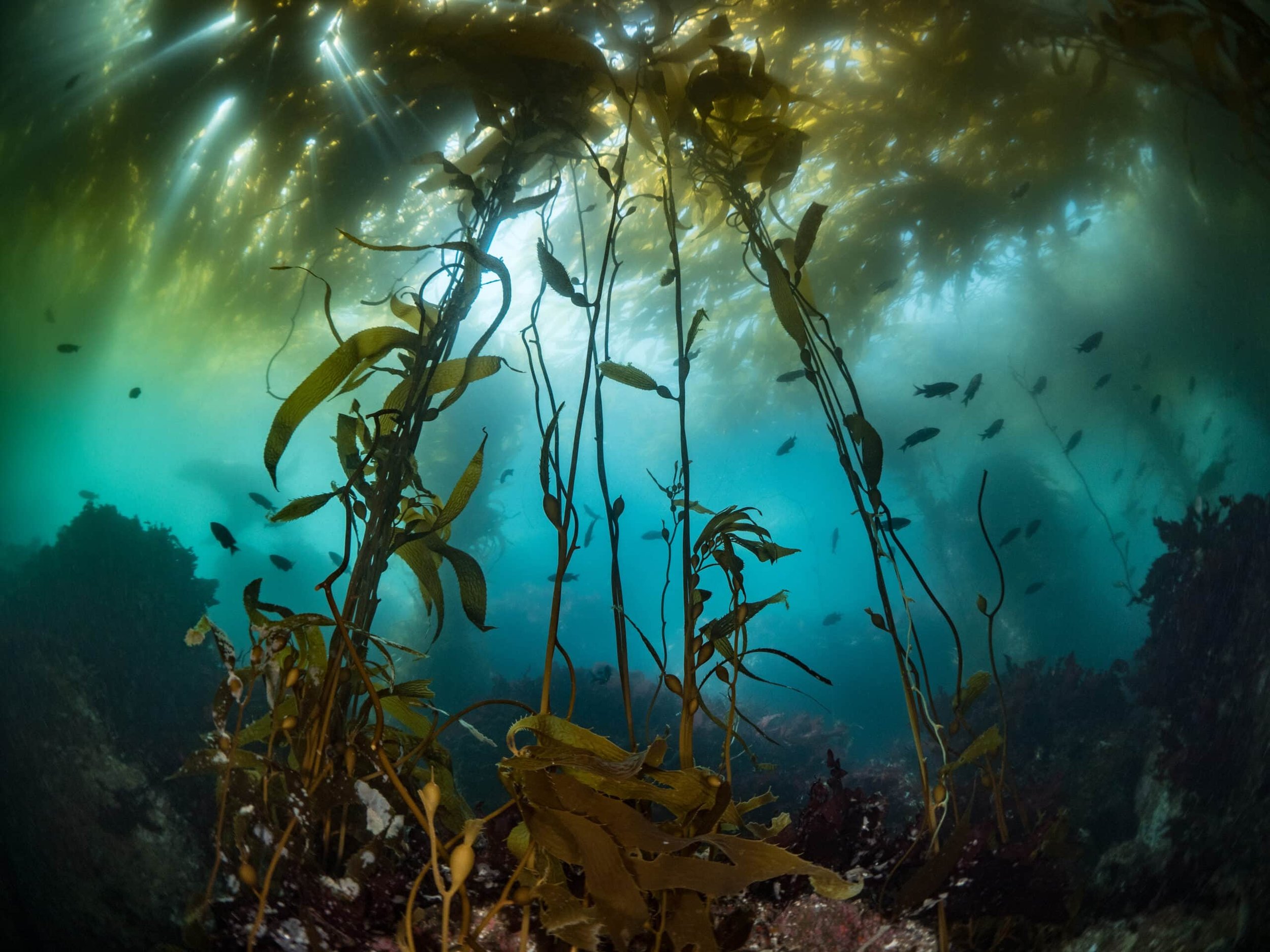 Kelp-Forest-Horizontal-Maxwel-Hohn-scaled.jpg