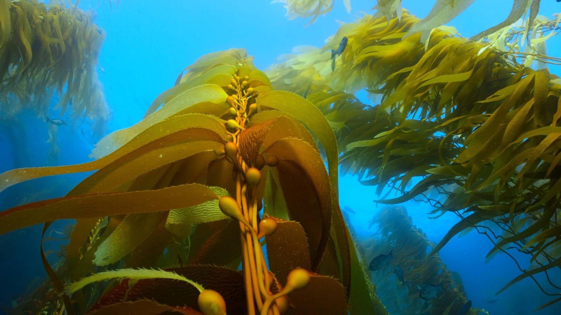 captivating-kelp-seaweed-plants-underwater-5hl0vzrav3orz2hn.jpg