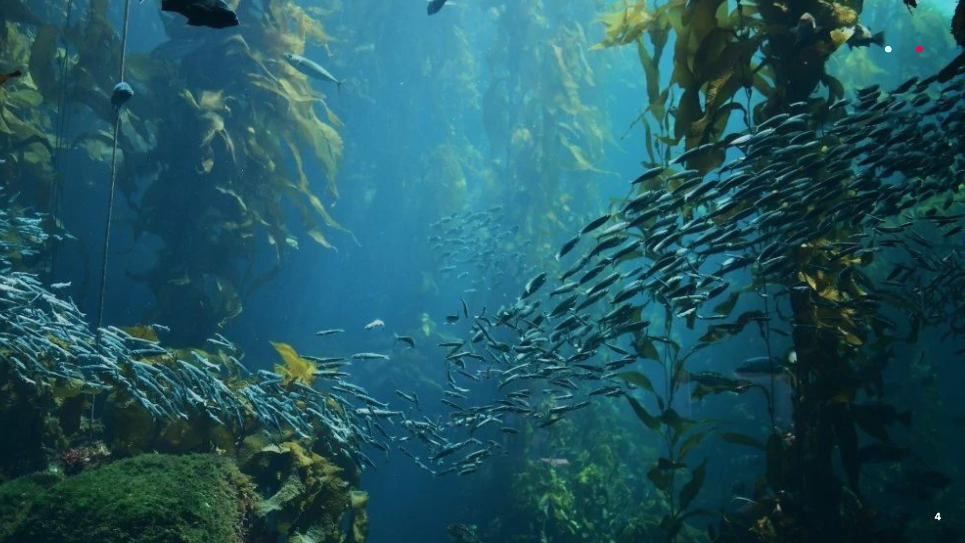 Sacred Seaplants Q2.2023.png
