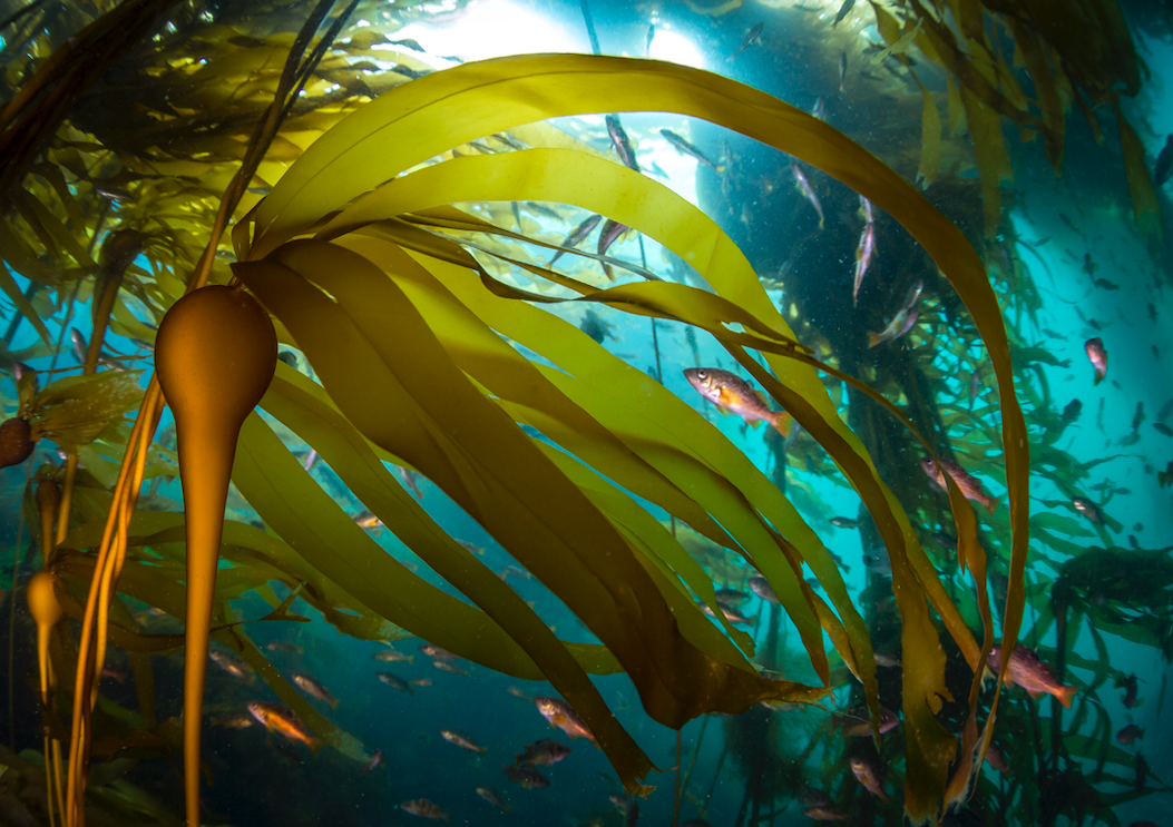 kelp_forest_and_baby_rockfish_-_tavish_campbell.png