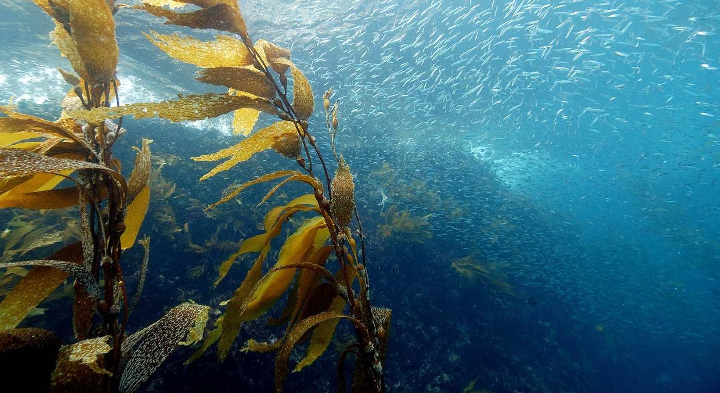 Navigating the Depths: Breaking Down Barriers for Successful Ocean-based Carbon Capture and Storage