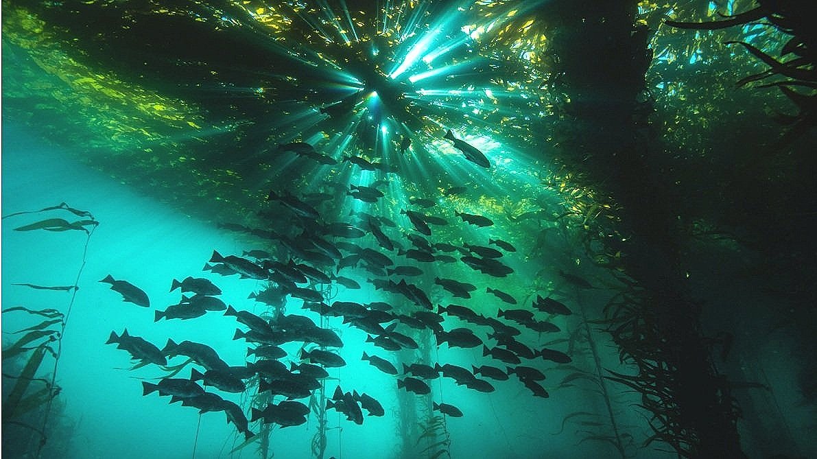 Global Call: Rejuvenating Kelp Forest Biodiversity for Carbon Capture