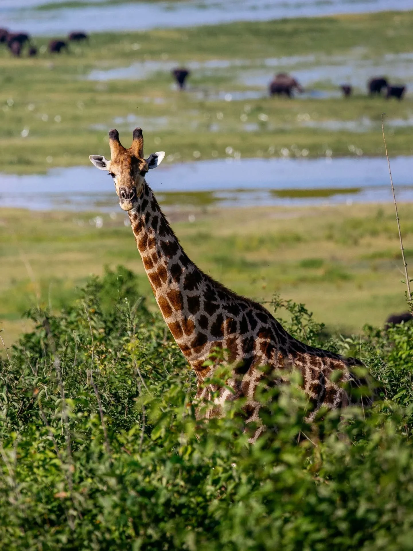 A giraffe in Chobe National Park watches closely what I am doing.

#natgeoyourshot #namibiasafari #chobenatıonalpark #wildlifephotographer #wildlifephotography #natgeo #giraffe
