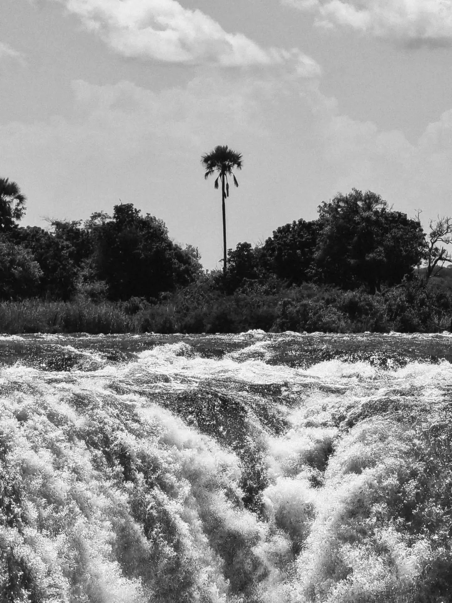 Victoria Falls
A lone palm tree stands right at the edge of the precipice leading to Victoria Falls.

#victoriafalls #zimbabwe #palmtree