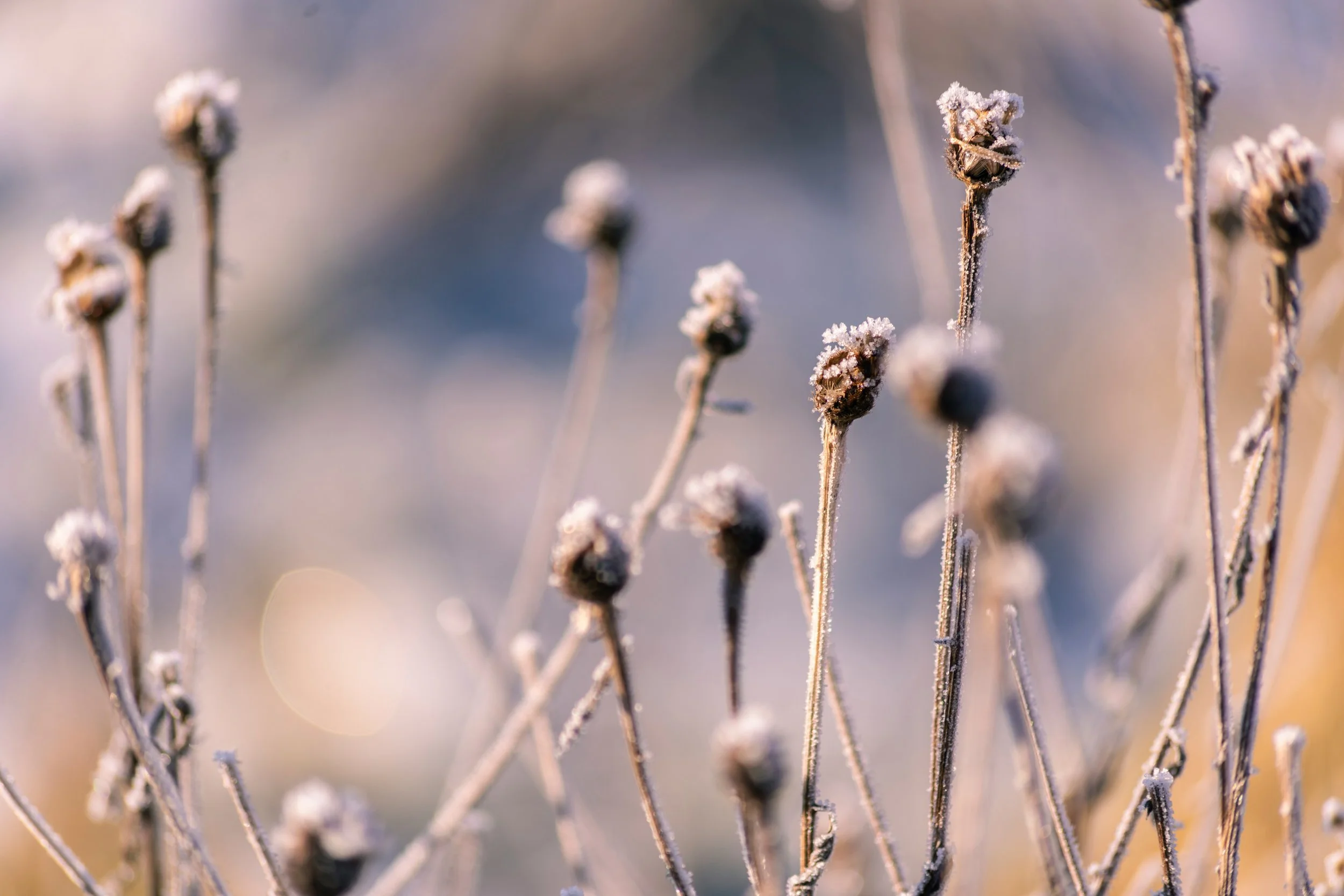 Embracing the Yin of Early Winter